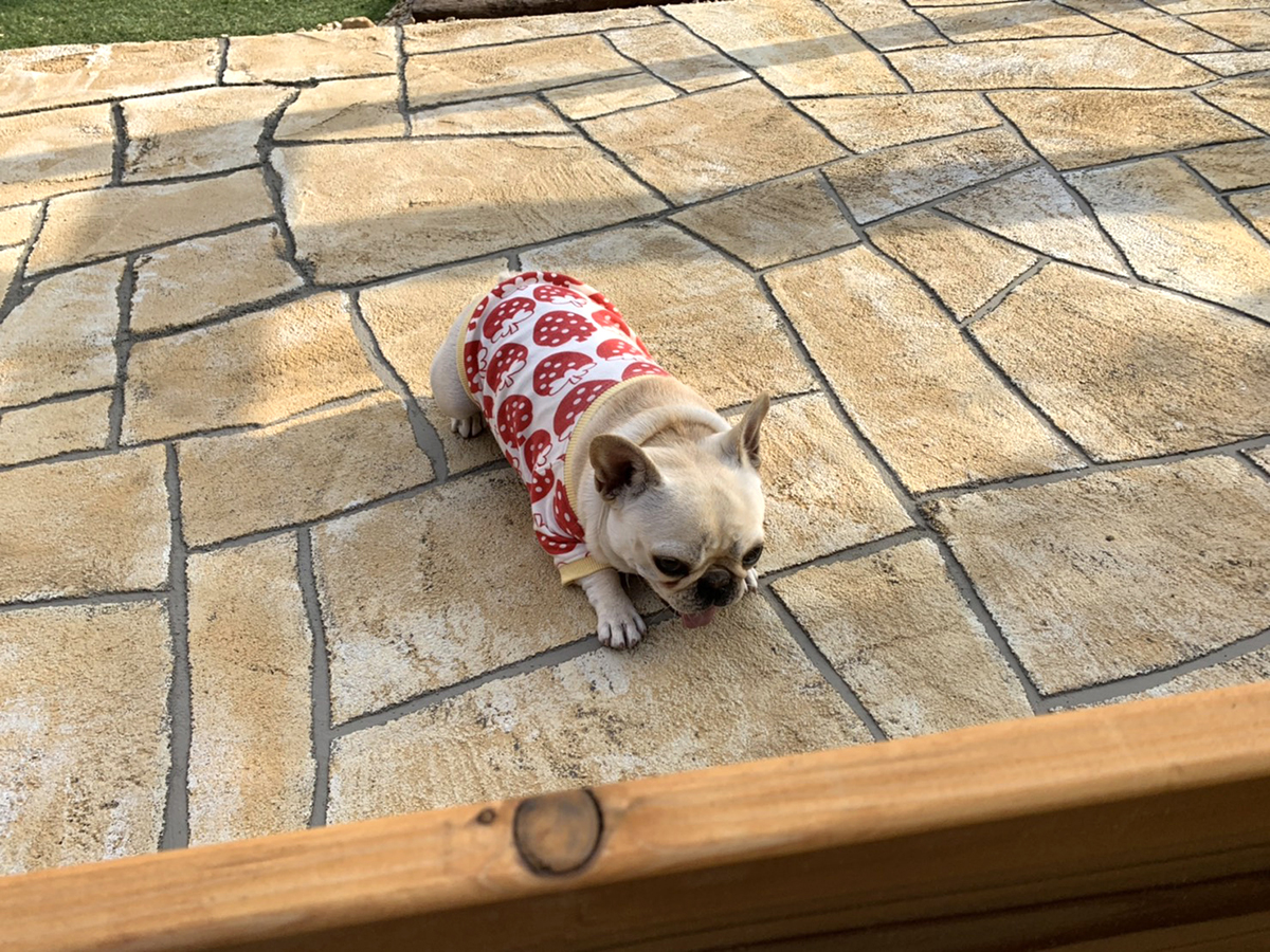 富山県 FLAT PINE イメージ4